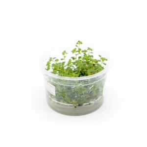 Ludwigia Palustris Super Red Aquatic Farmer Tissue Culture
