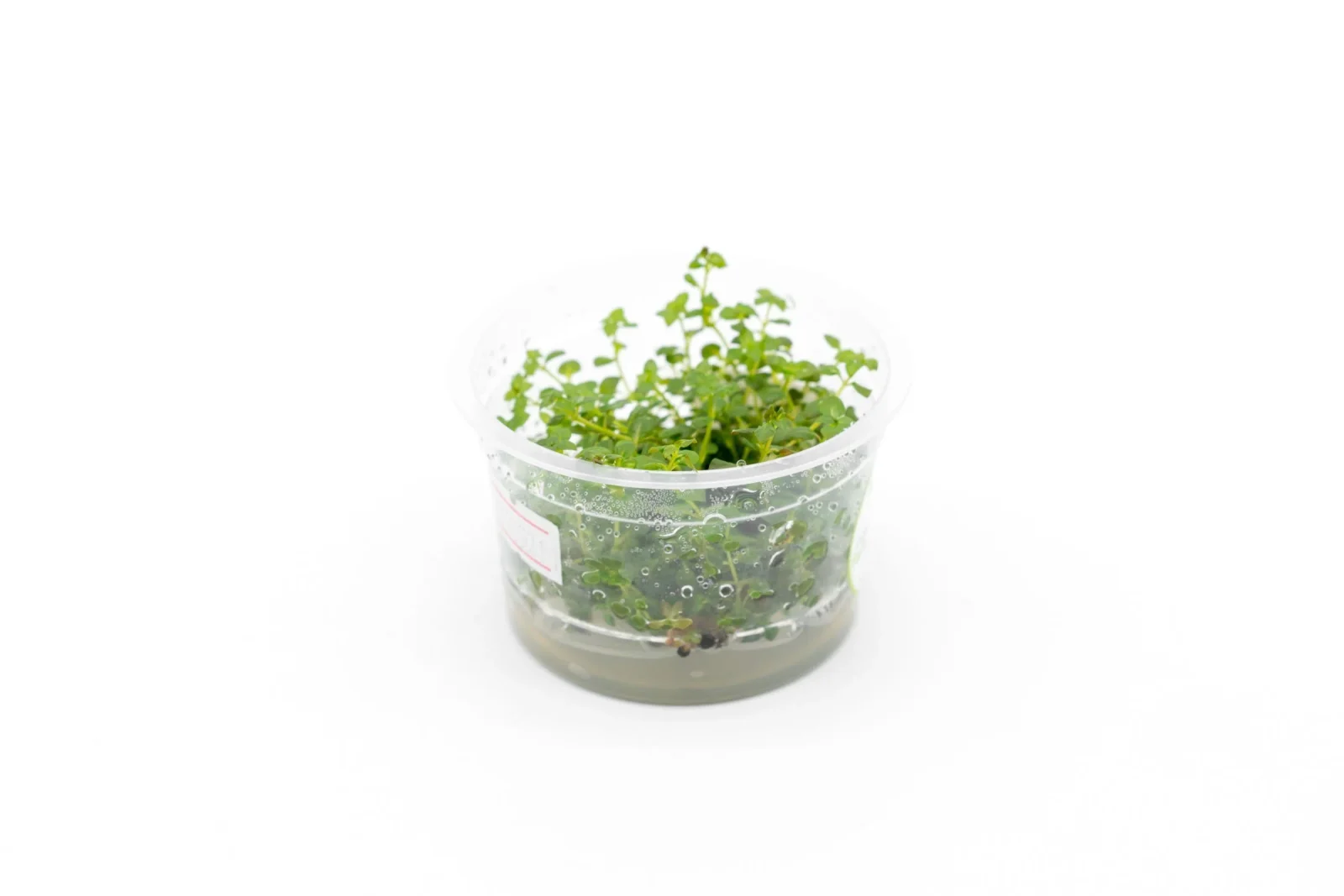 Ludwigia Palustris Super Red Aquatic Farmer Tissue Culture