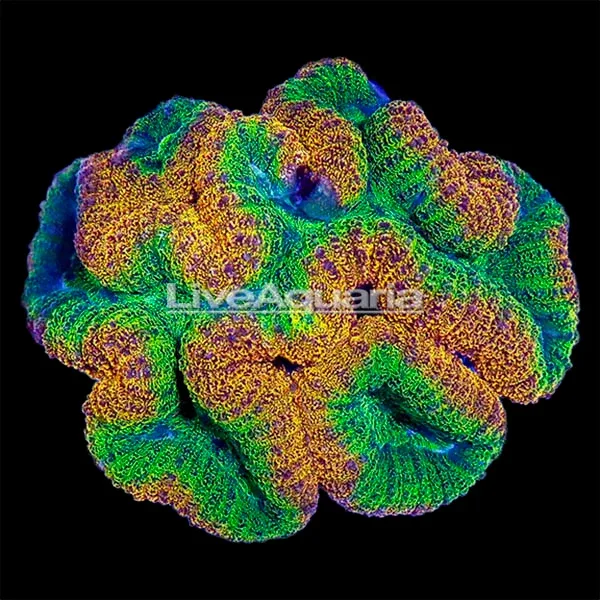 Brain Coral, Lobophyllia - Image 2