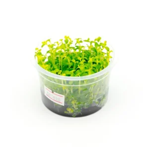Bacopa Australis Aquatic Farmer Tissue Culture
