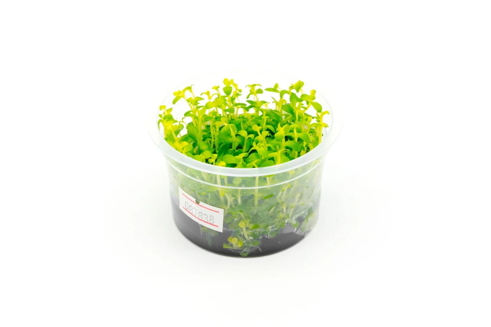 Bacopa Australis Aquatic Farmer Tissue Culture
