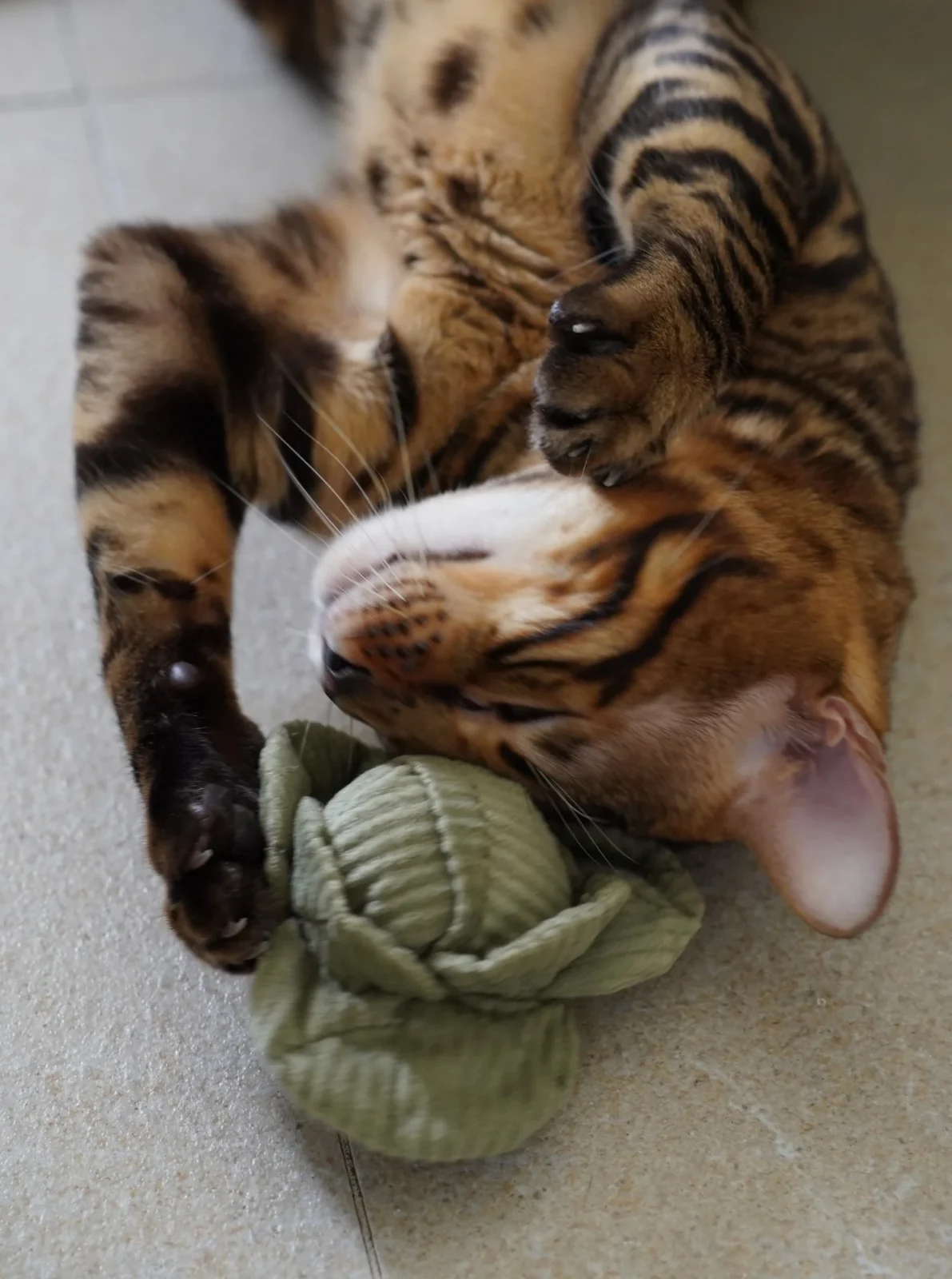 KITTY VEGGIE CATNIP SET - Image 2