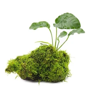 Christmas Moss and Anubias Barteri on Driftwood