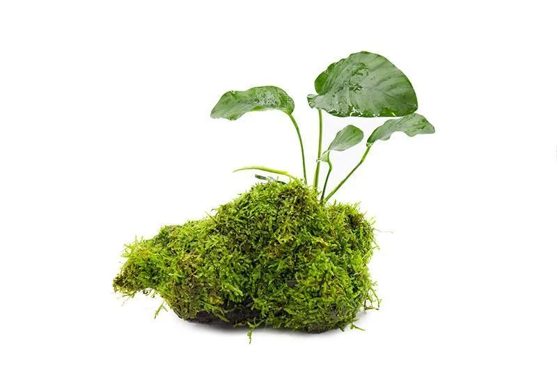 Christmas Moss and Anubias Barteri on Driftwood