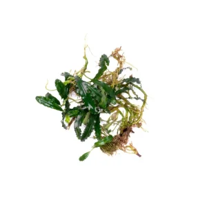 Bucephalandra Red Blade