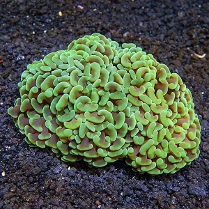 Hammer Coral