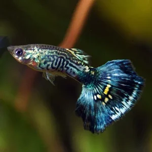 Blue Cobra Guppy, Male