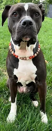 Fall Pumpkin Spice Beaded Collar - Image 2