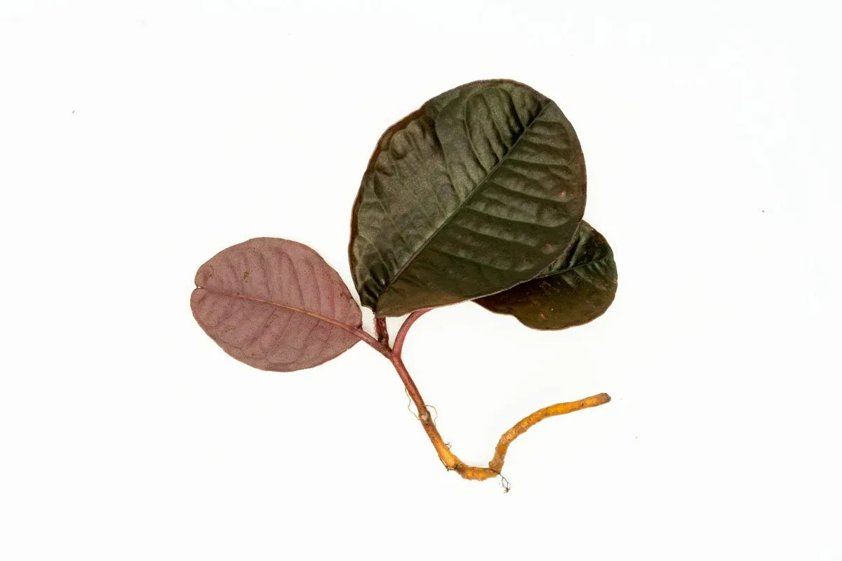 Labisia Sp Brown Type 2 - Image 2