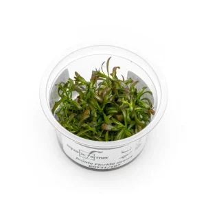 Rotala Florida Sunset Aquatic Farmer Tissue Culture