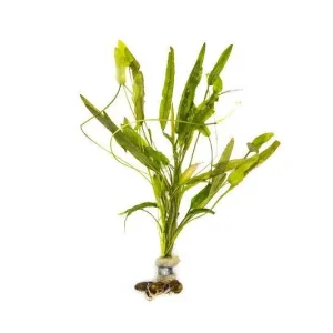 Aponogeton Natans