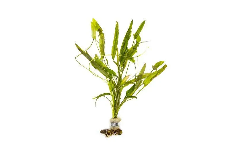 Aponogeton Natans
