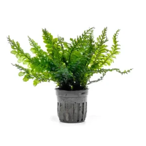 Trichomanes Javanicum Borneo Fern