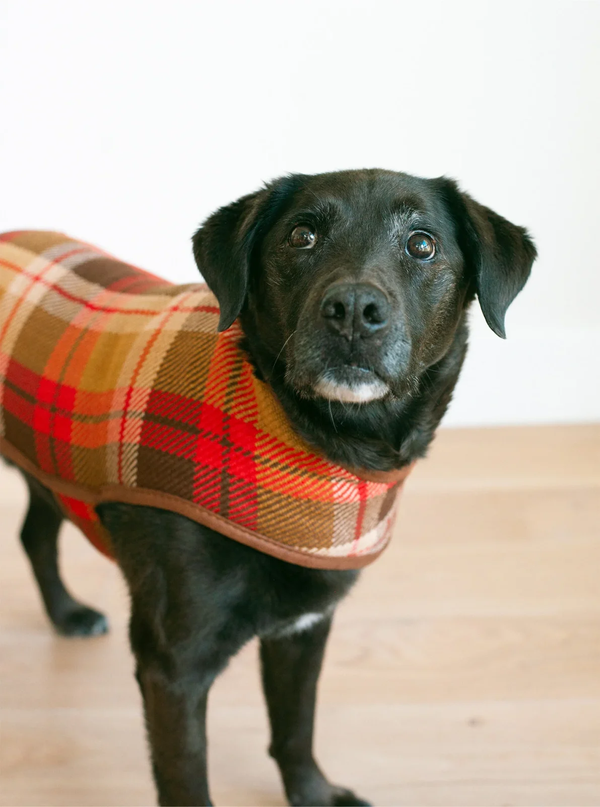 RUST PLAID FALL DOG COAT - Image 2