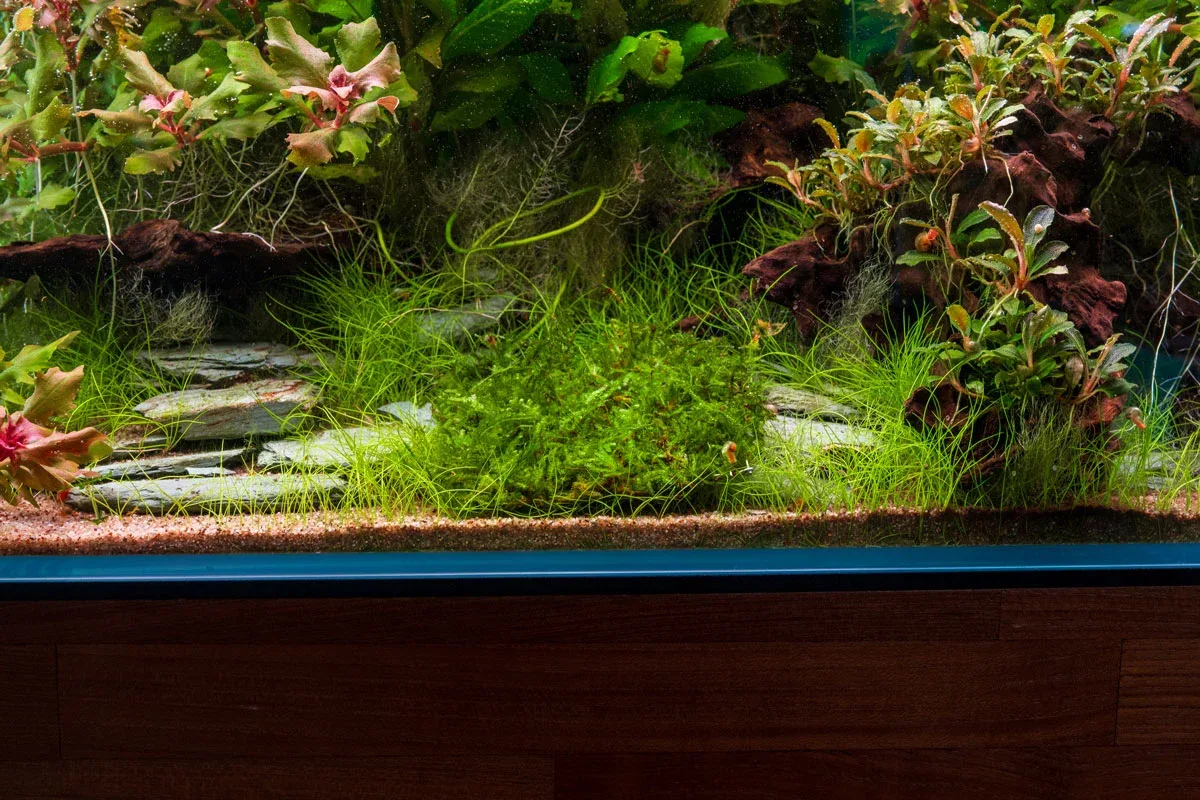 Christmas Moss on Stainless Steel - Image 2