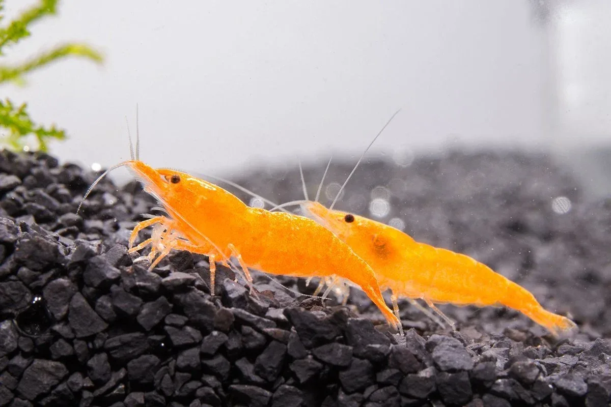 Sunkist Orange Shrimp - Image 2