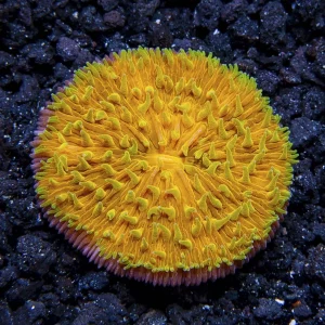 Orange Plate Coral with Colored Polyps