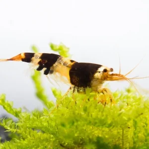 Crystal Black Shrimp (S-SS Grade)
