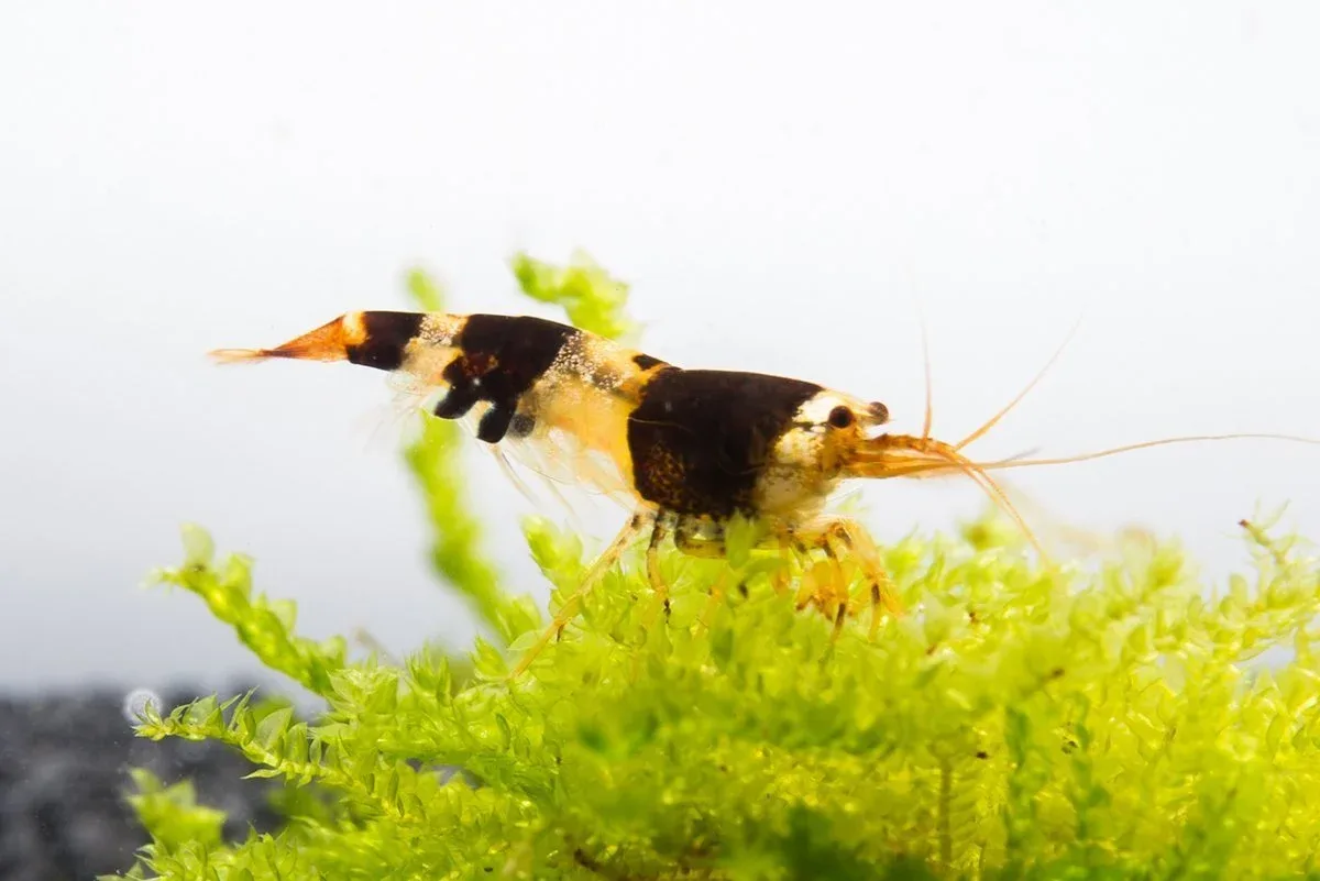 Crystal Black Shrimp (S-SS Grade)