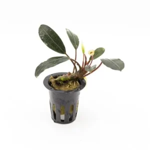 Bucephalandra Pink Lady