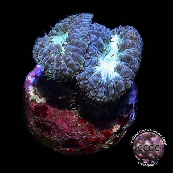 LiveAquaria® CCGC Aquacultured Purple Australian Big Polyp Blastomussa Coral - Image 2