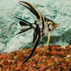 Marble Veil Angelfish