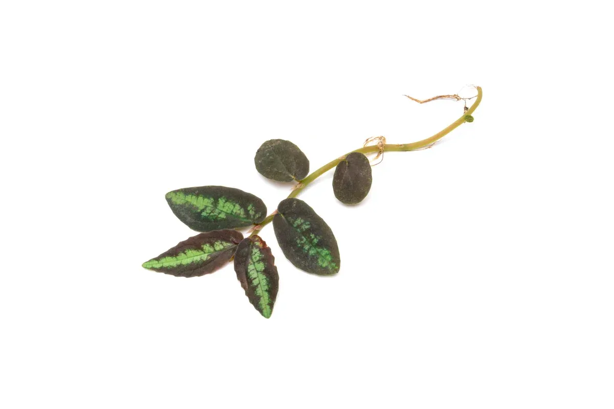 Pellionia Repens - Image 2