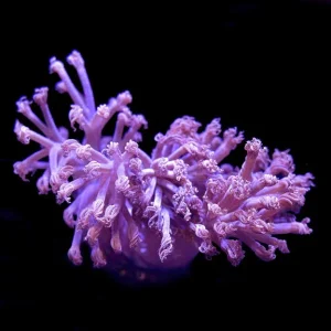 USA Aquacultured Blue Cespitularia Coral