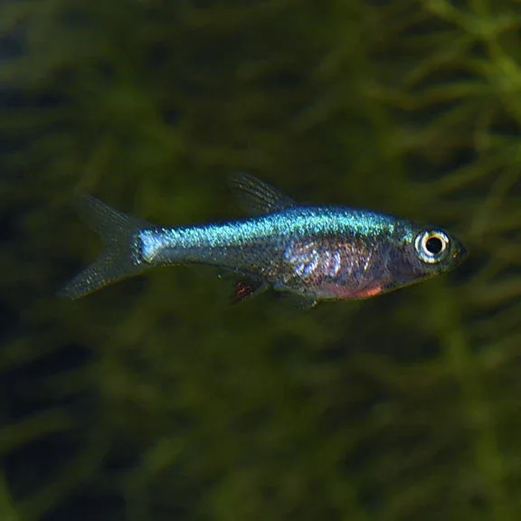 Axelrod Rasbora