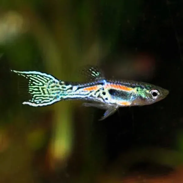 Endler's Livebearer, Male