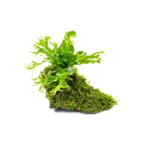 Christmas Moss and Windelov Java Fern on Driftwood