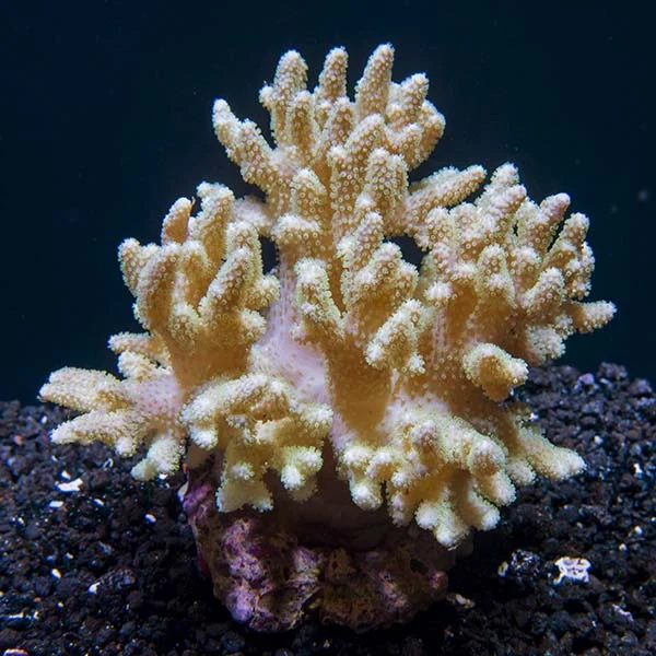Thick Finger Leather Coral - Image 2