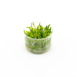Hygrophila Difformis/Water Wisteria UNS Tissue Culture