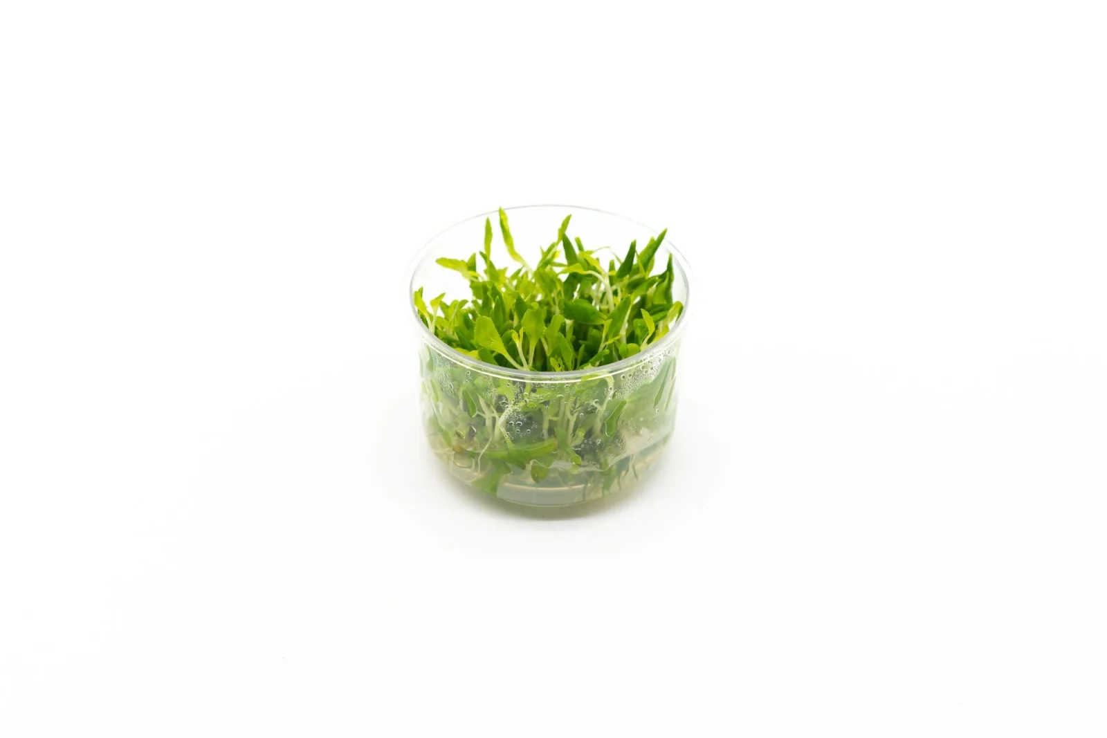 Hygrophila Difformis/Water Wisteria UNS Tissue Culture