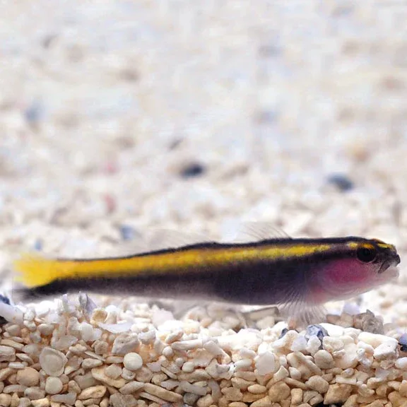 Captive-Bred Yellowline Goby