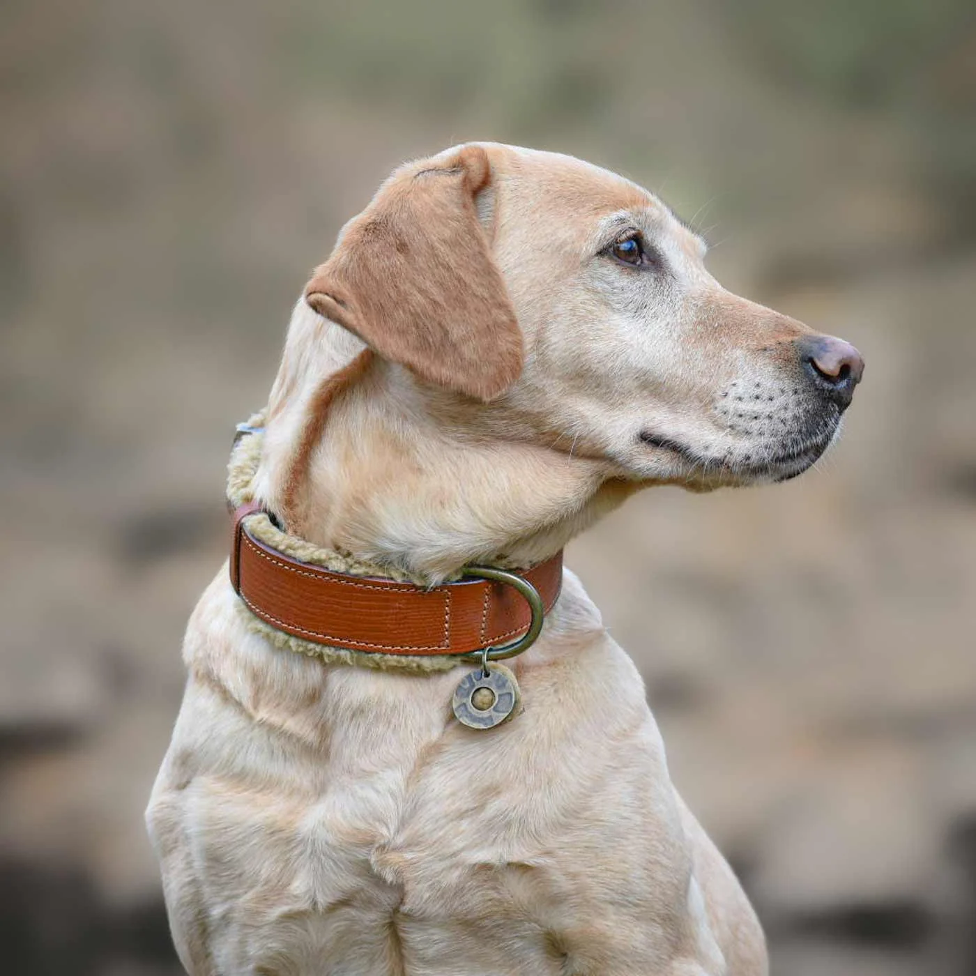 Teddy Dog Collar by DWAM - Image 2