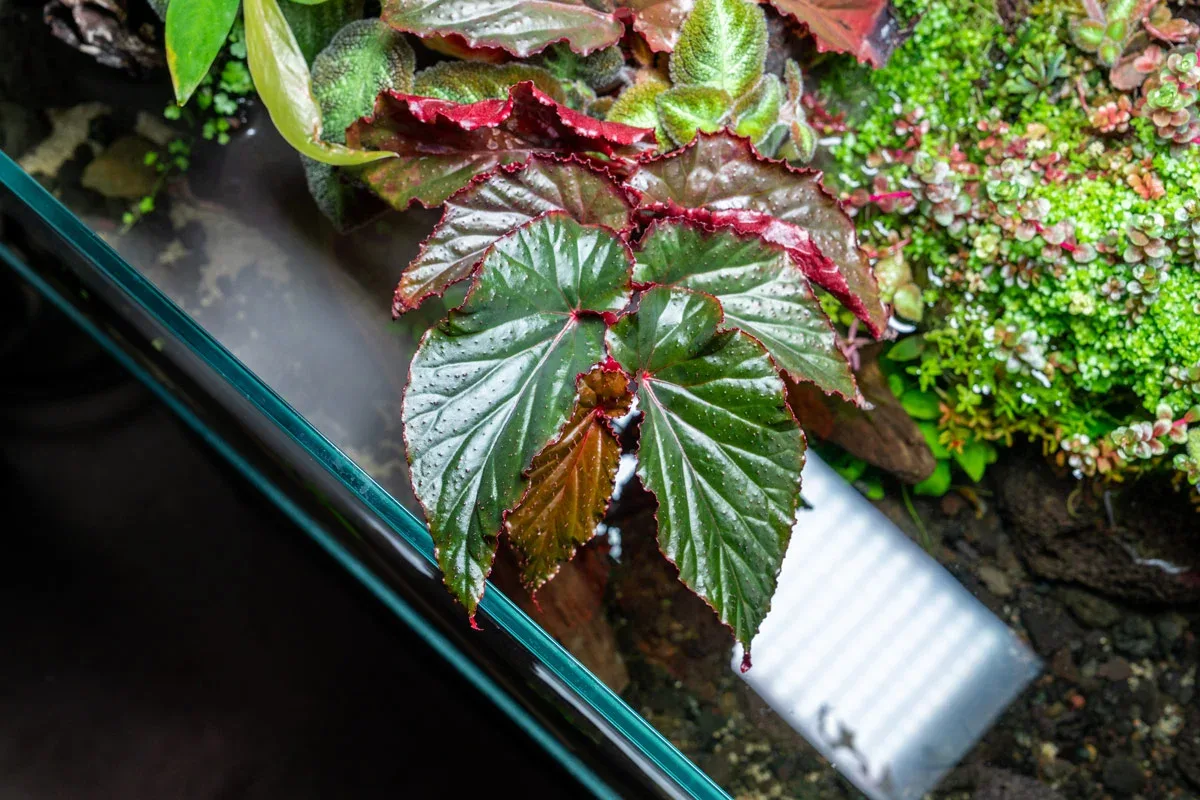 Begonia Arabian Sunset - Image 2