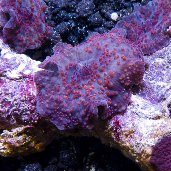 Mushroom Coral, Spotted