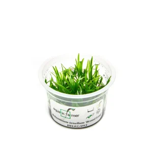 Helanthium Tenellum Broad Leaf Aquatic Farmer Tissue Culture