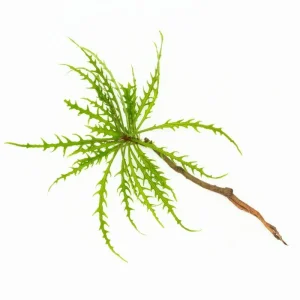 Labisia Sp Pinnatifidum Green