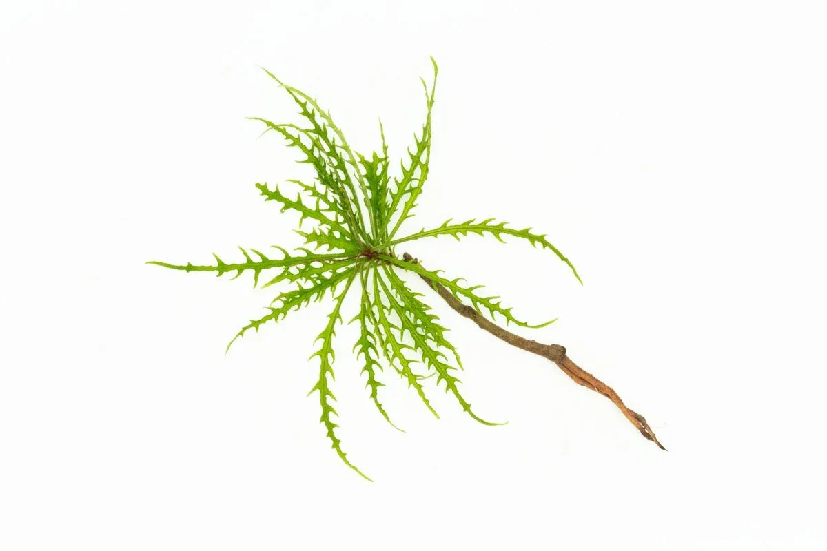 Labisia Sp Pinnatifidum Green