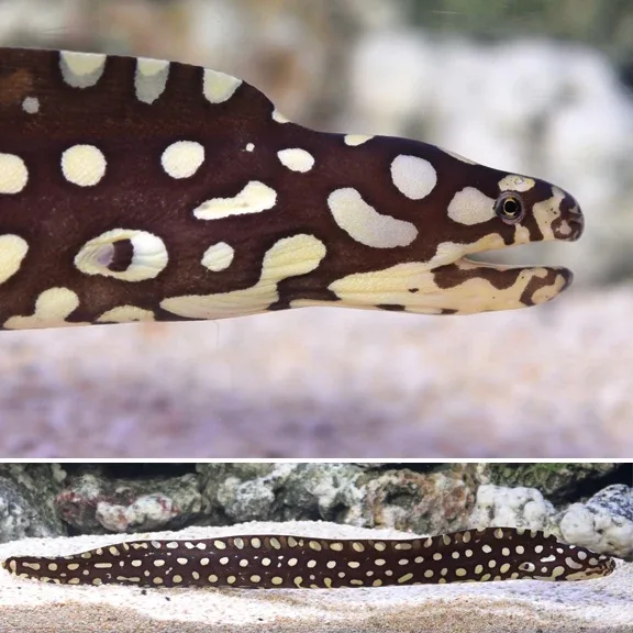 Yellow Spotted Moray 'Skeletor' Eel