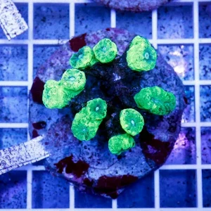 Candy Cane Coral Indonesia 2" WYSIWYG