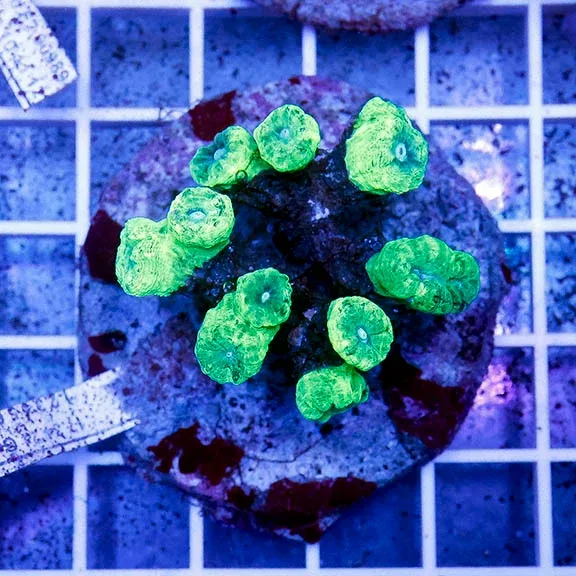Candy Cane Coral Indonesia 2" WYSIWYG