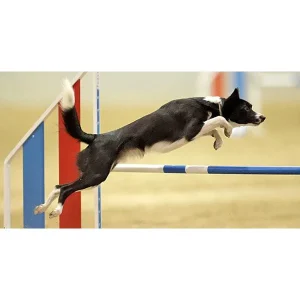 Clean Run Jumping Drills for Mechanical Skills