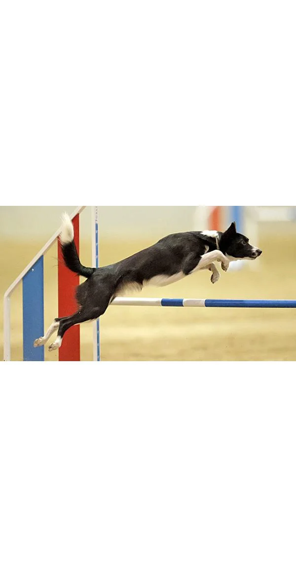 Clean Run Jumping Drills for Mechanical Skills