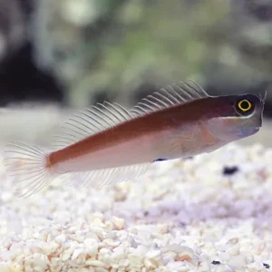 Yellow Eye Combtooth Blenny