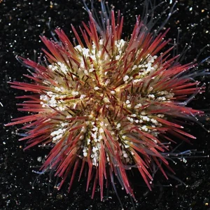 Aquacultured Pincushion Sea Urchin