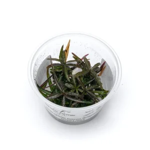 Hygrophila Lancea Araguaia Aquatic Farmer Tissue Culture