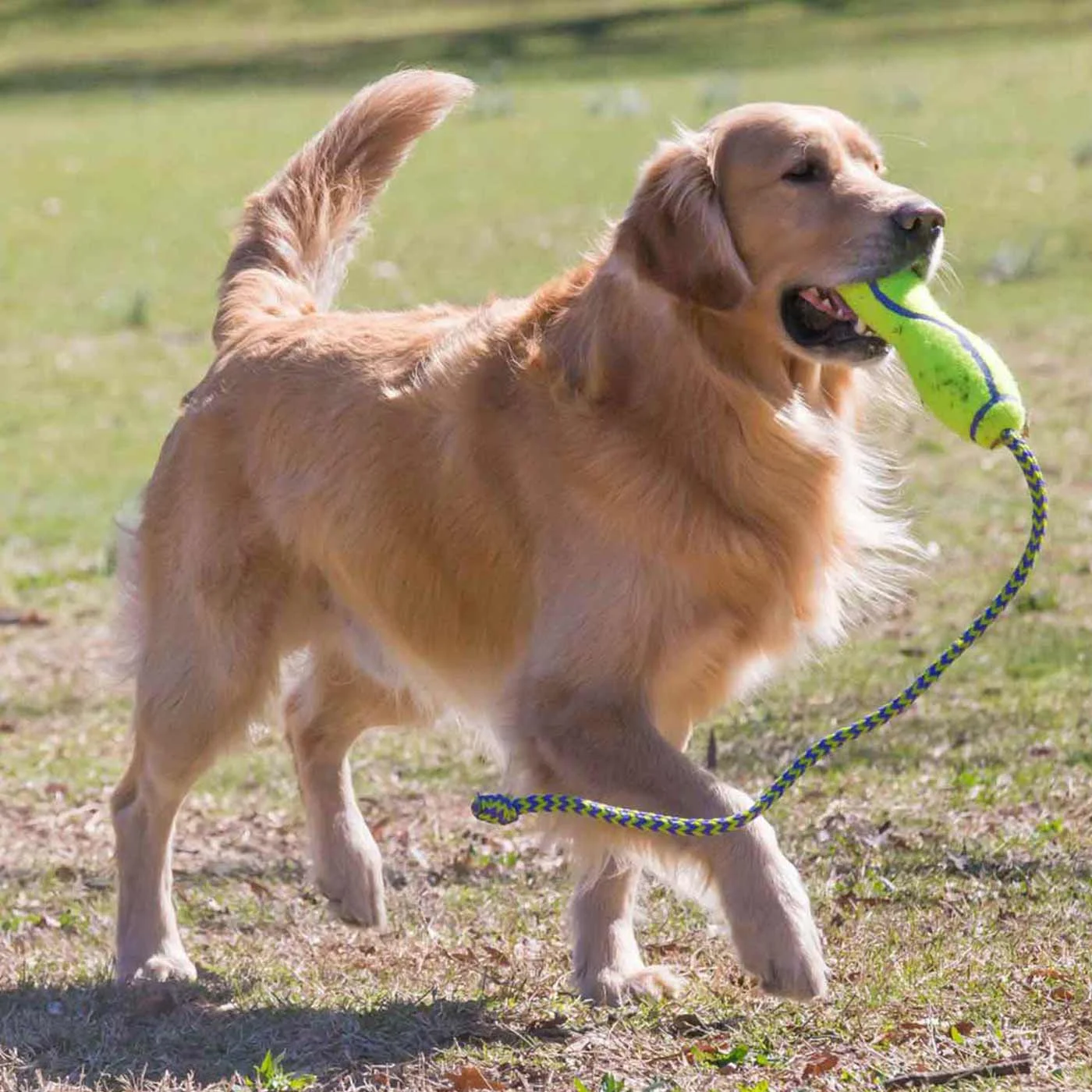 KONG Airdog Fetch Stick With Rope - Image 2